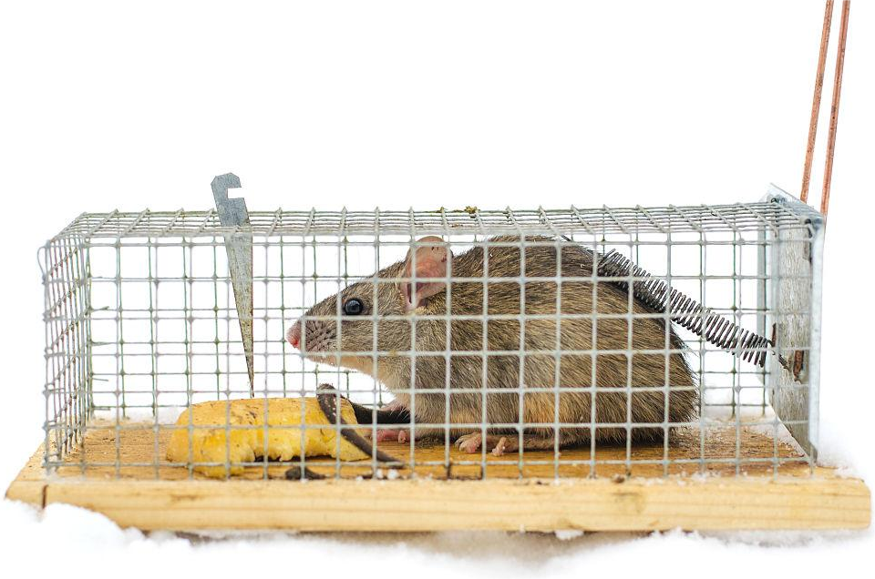 老鼠成精了，免疫一切老鼠药、捕鼠夹、捕鼠笼、粘鼠板，还有什么办法？